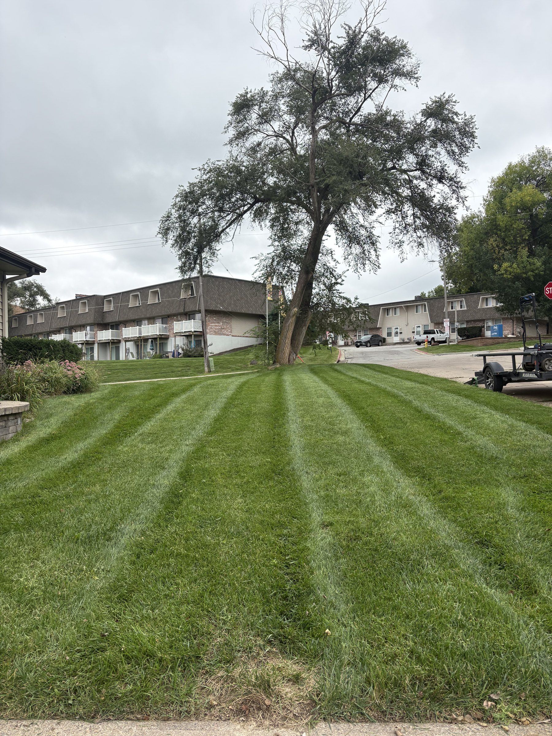 Front lawn with bold mowing stripes leading up to a large shade tree